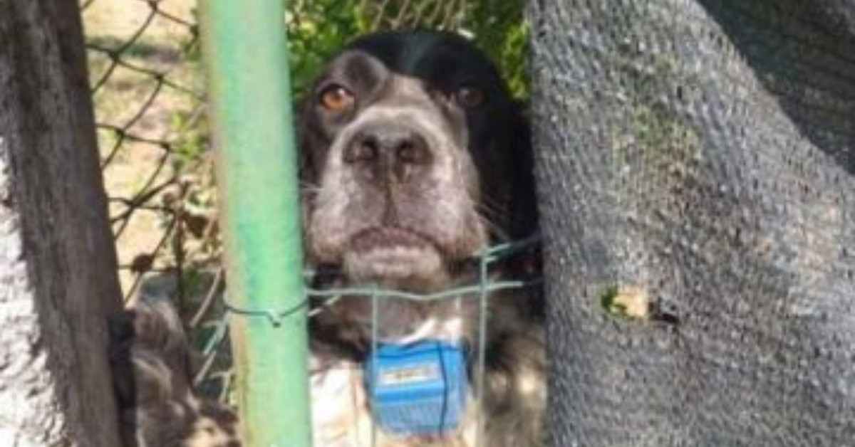 Caltrano, segnalato un cacciatore: cane trovato con un collare elettrico