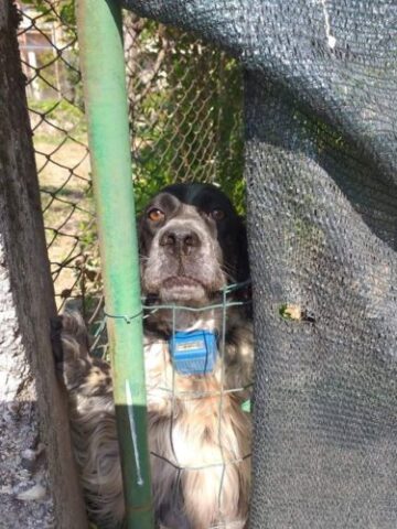 Collare elettrico ad un cane a Caltrano