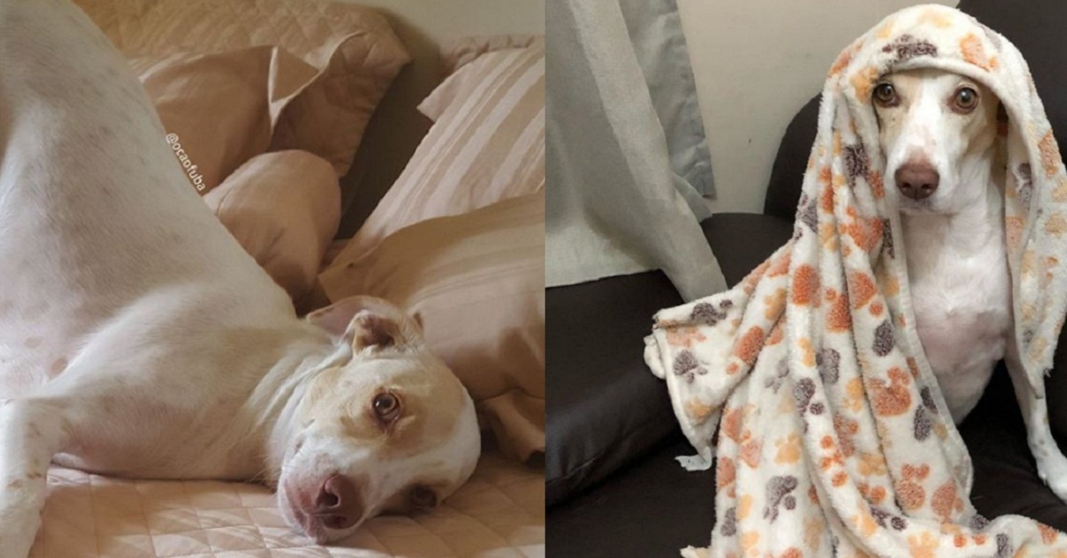 Cane abbaia dolcemente per non svegliare la nonna