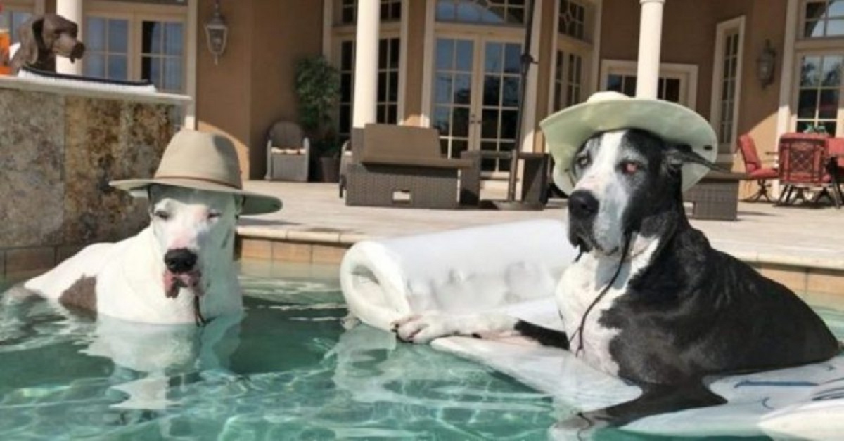 Cane con la zampa rotta infuriato perché non può entrare in piscina