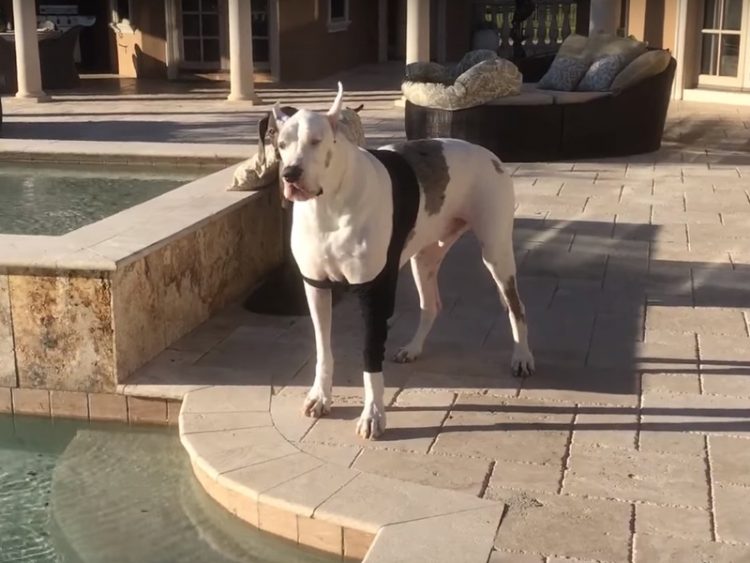 Cane sordo con zampa rotta