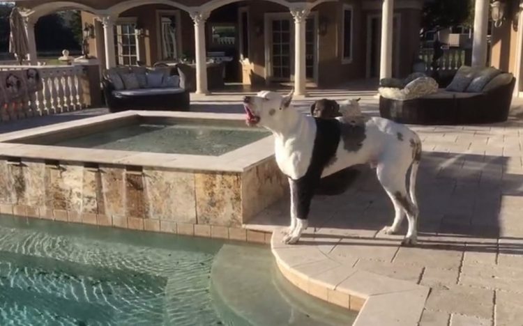 Il cane a bordo piscina