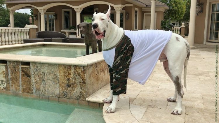 Cane protesta, non può entrare in piscina