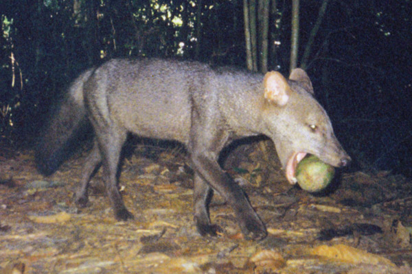 L'Amazzonia e il cane dalle orecchie corte