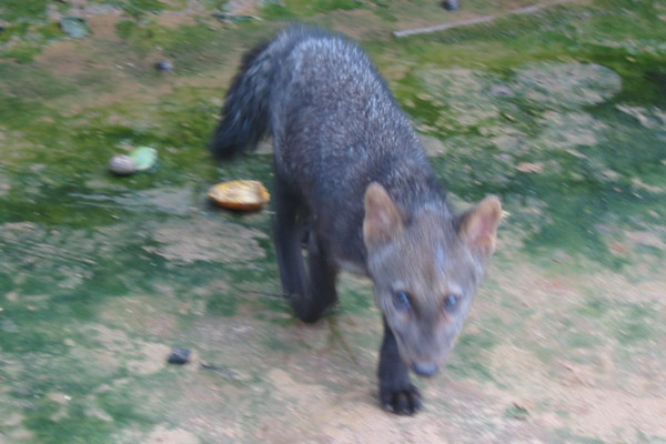 L'Amazzonia e il cane dalle orecchie corte