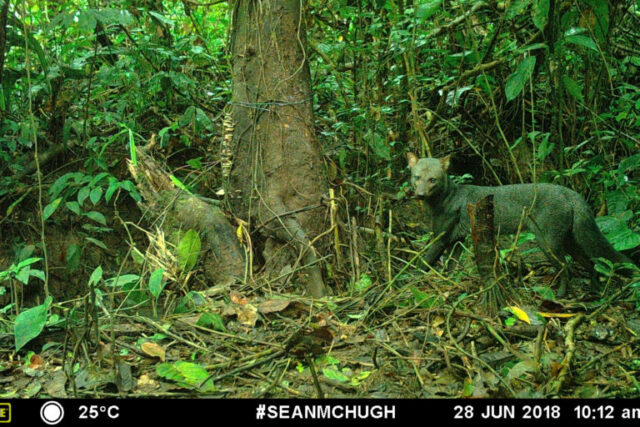 L'Amazzonia e il cane dalle orecchie corte