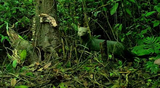 L'Amazzonia e il cane dalle orecchie corte