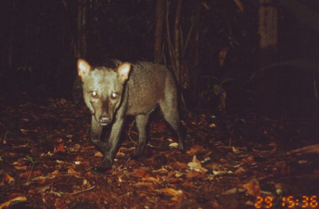 L'Amazzonia e il cane dalle orecchie corte