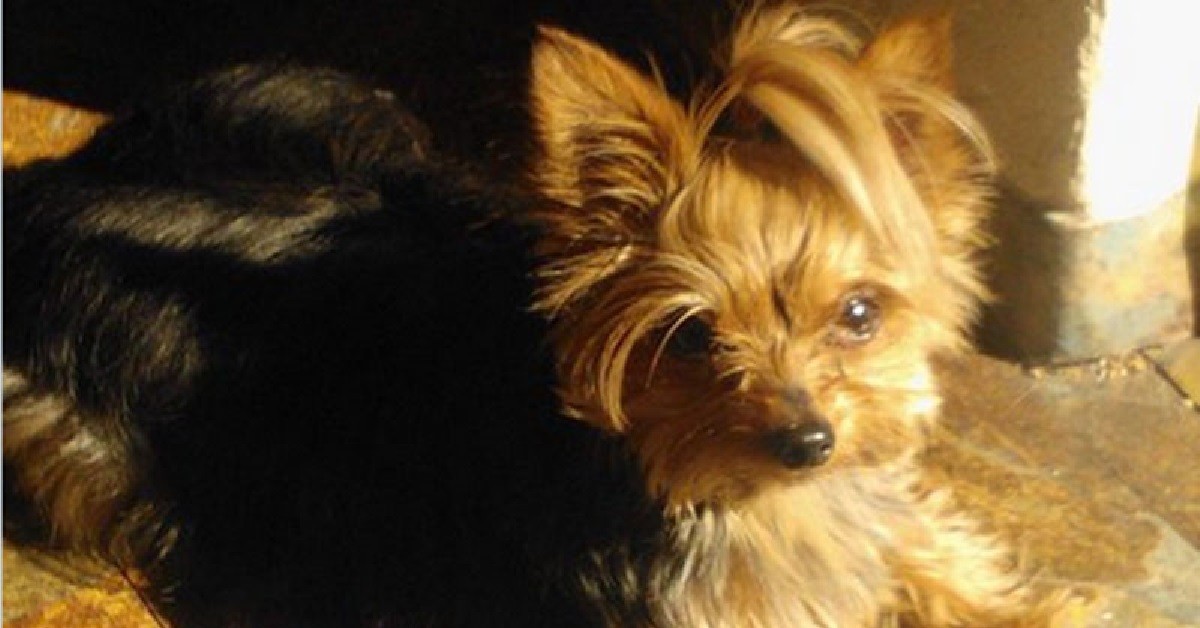 Cane di Pita Ojeda fulminato dalle luci dell’albero di natale