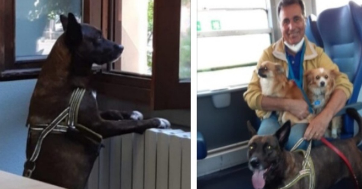 Ragazza si sente male sul treno: il suo cane la protegge contro tutti