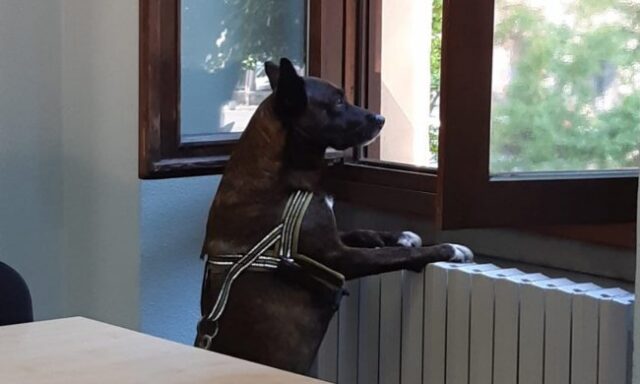 Cane difende ragazza svenuta sul treno