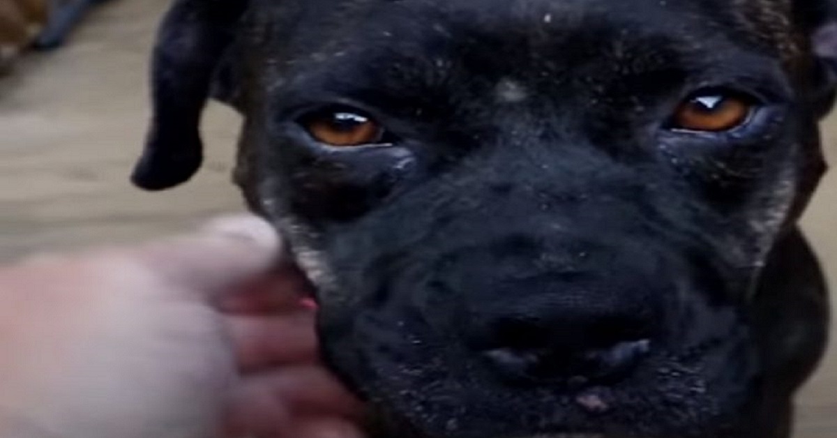 Cane ferito striscia verso una casa per chiedere aiuto