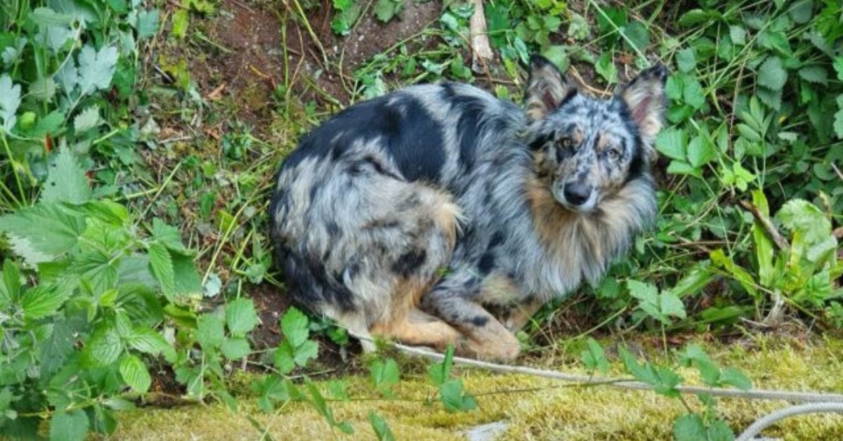 Vaio della Pisarotta, cane gettato nel dirupo: individuato e denunciato il proprietario