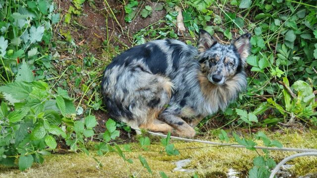 Bosco Chiesanuova, cane gettato in un dirupo