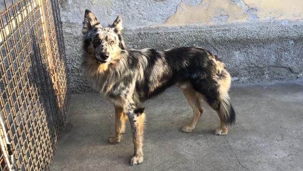 Bosco Chiesanuova, cane gettato in un dirupo