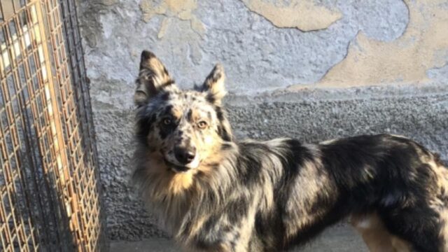 Bosco Chiesanuova, cane gettato in un dirupo