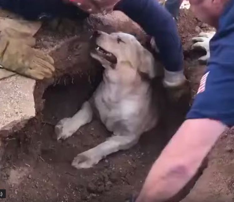 Cane caduto in un buco
