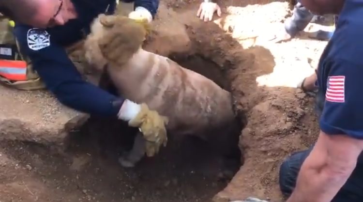 Soccorritori salvano il cane