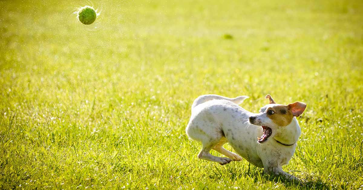 Cane insegue la palla e finisce in un buco