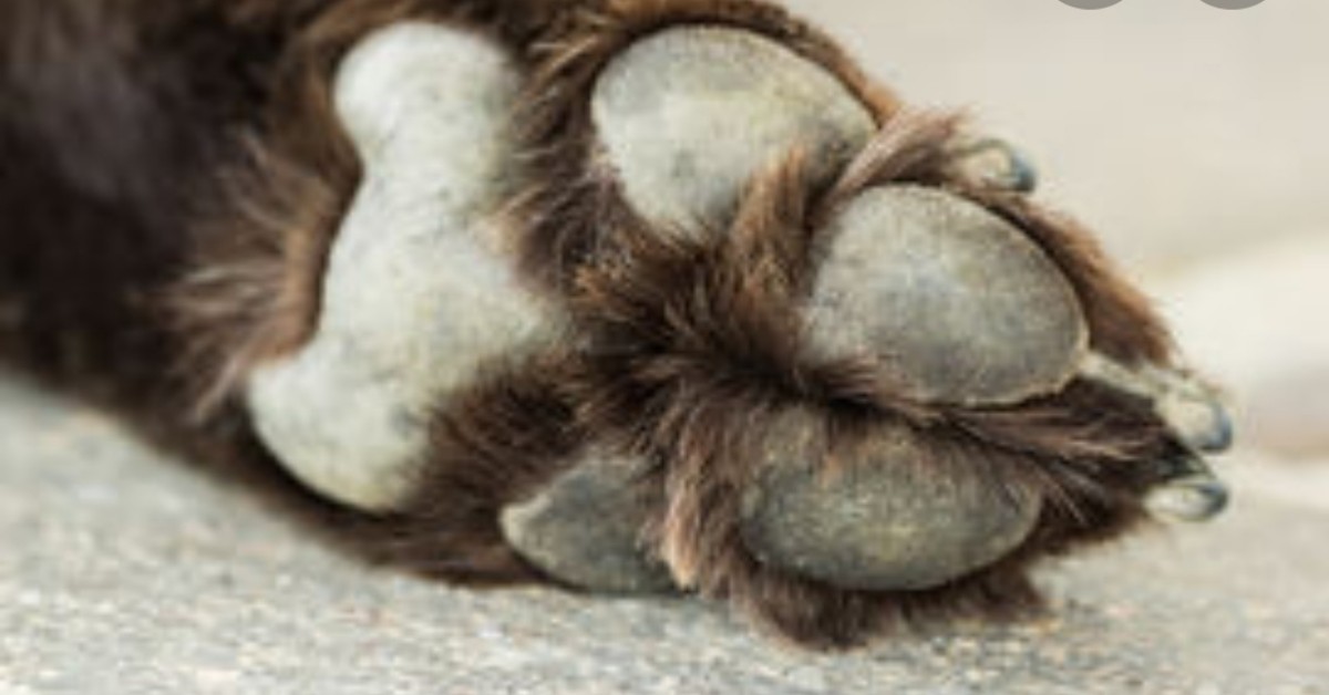 Cuneo, cane avvelenato morto dopo due giorni di agonia