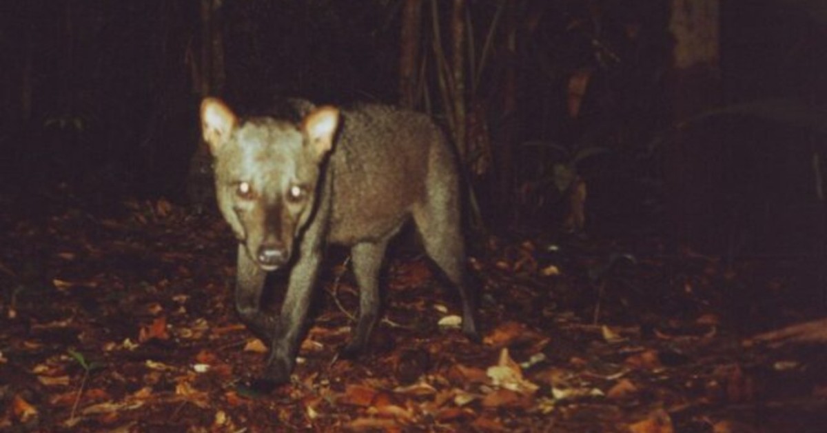 Mai sentito parlare del cane dalle orecchie corte? Conosciamo il fantasma dell’Amazzonia