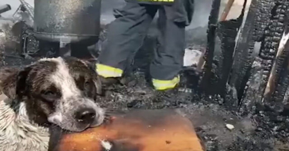 Cane piange disperato davanti ai resti della sua casa distrutta da un incendio