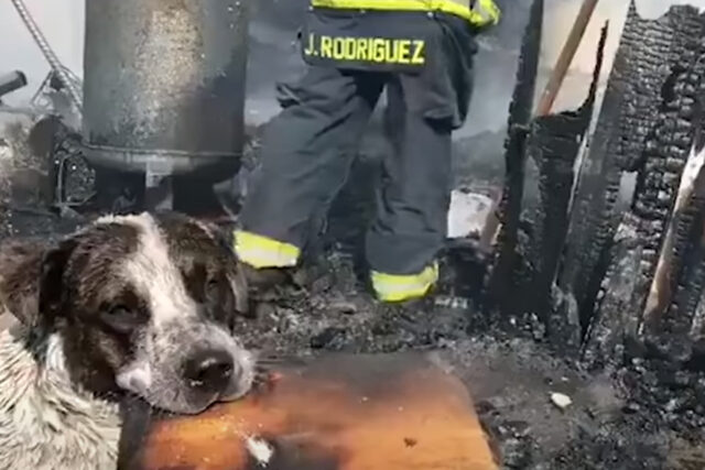Cane piange davanti alla sua casa distrutta