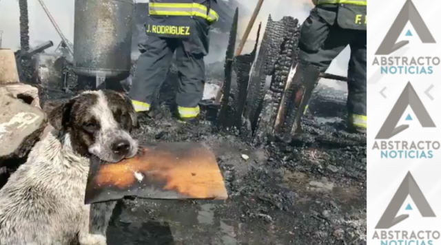 Cane piange davanti alla sua casa distrutta