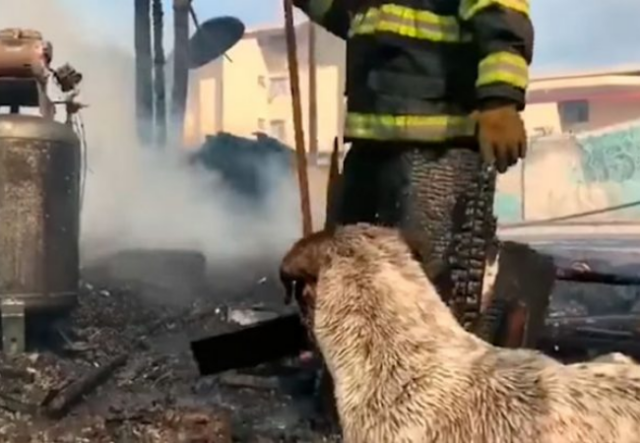 Cane piange davanti alla sua casa distrutta