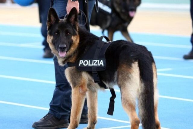 cane poliziotto fiuta marijuana