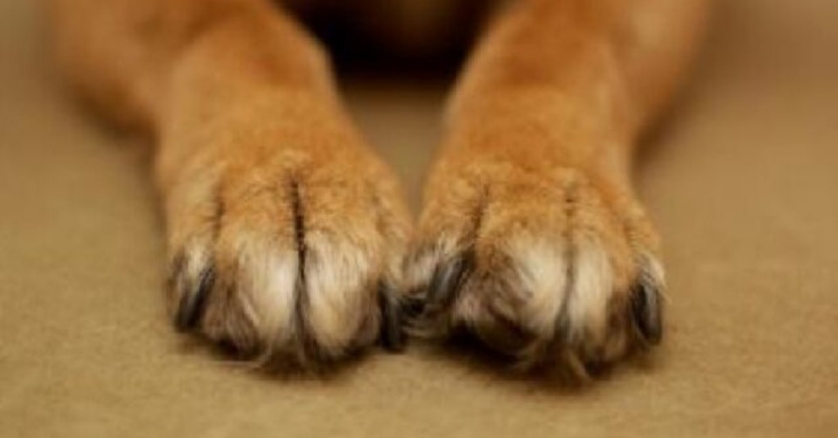 Como, cane preso a bastonate: la denuncia di una ragazza