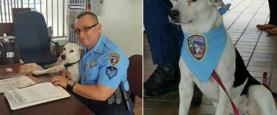 Poliziotti adottano il cane di strada