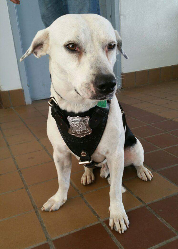 Il cane Gorgi adottato dalla polizia