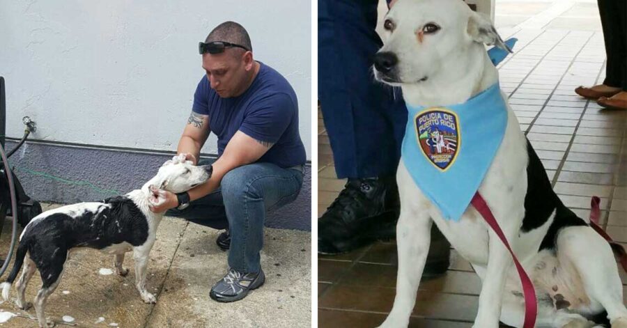 Cane randagio adottato dalla polizia