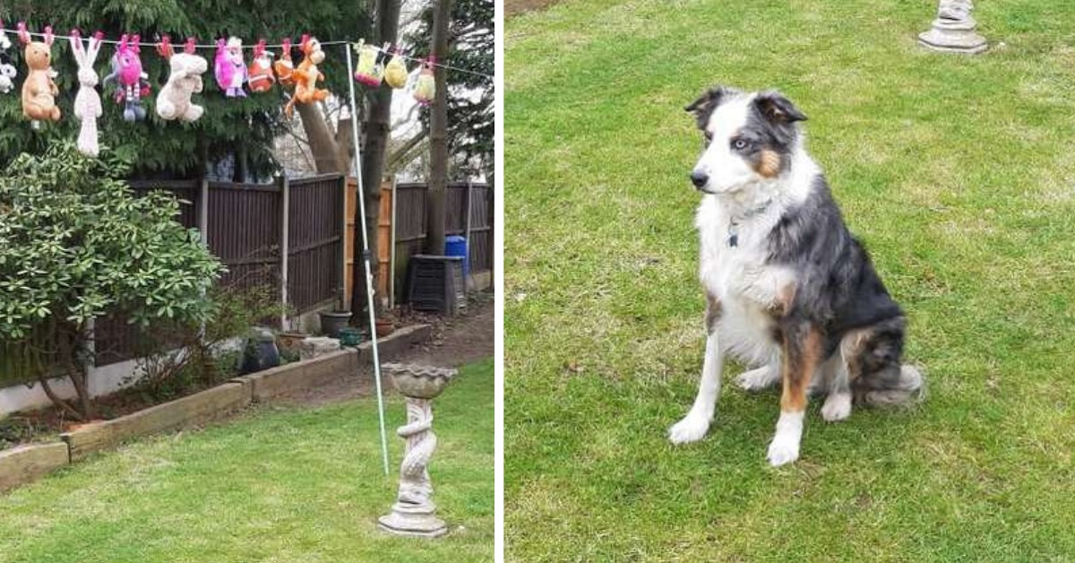 Cane rifiuta di lasciare i suoi giocattoli mentre asciugano al sole