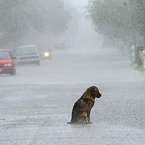 cane salvato dai carabinieri