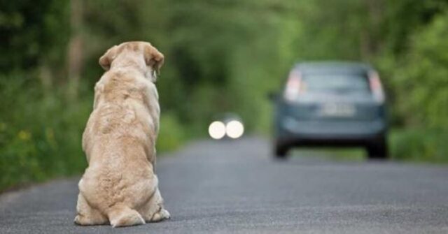 cane salvato dai carabinieri