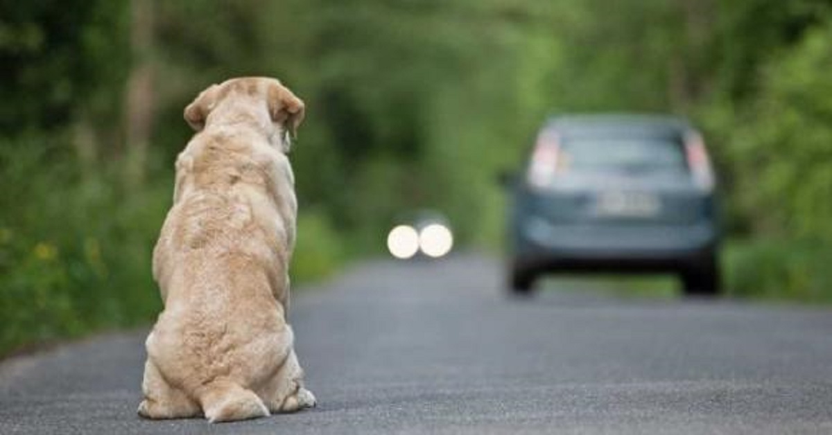 Carabinieri salvano cane: verrà adottato ad Amatrice