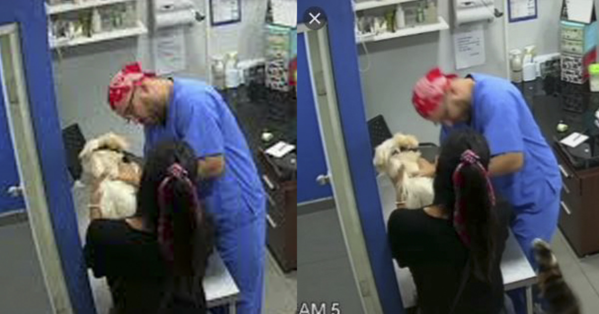 Cane si lamenta durante il vaccino: gatto attacca il veterinario