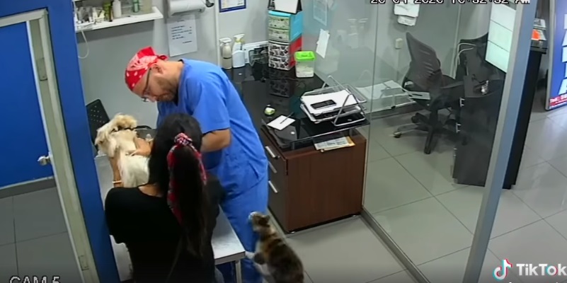 Gatto difende il cane che sta facendo il vaccino