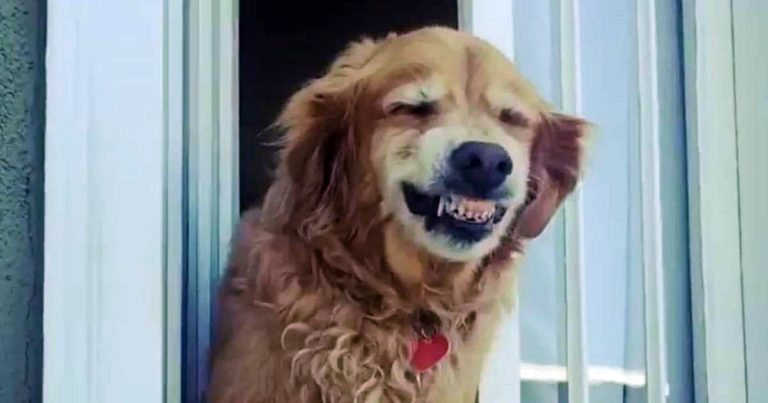 Moku il cane che sorride