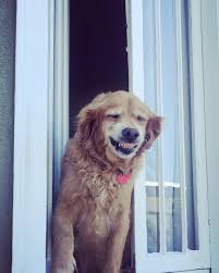 Golden Retriever sorriso