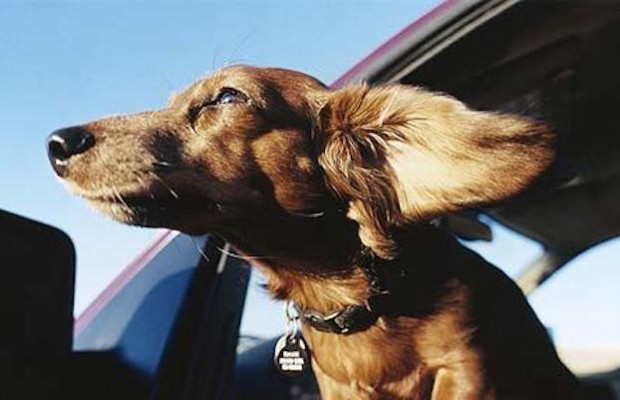 Cane con la testa fuori dal finestrino