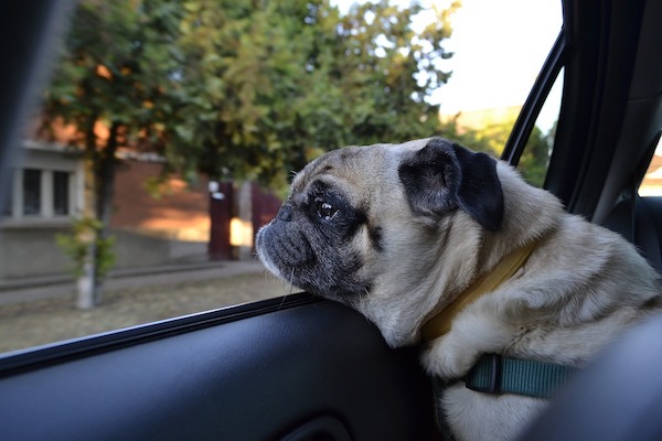 Cane con la testa fuori dal finestrino