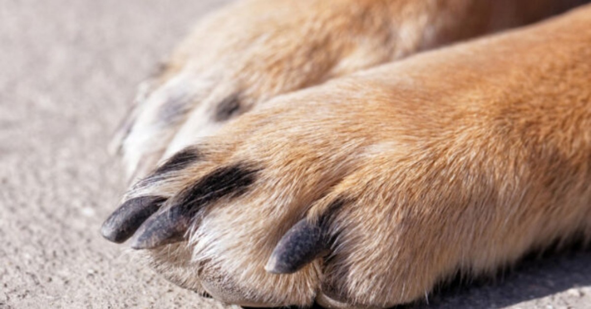 Priolo Gargallo, cane trascinato