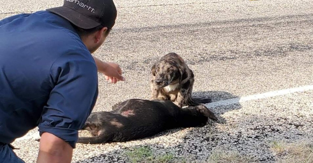Cane trovato mentre vegliava il corpo senza vita di sua sorella
