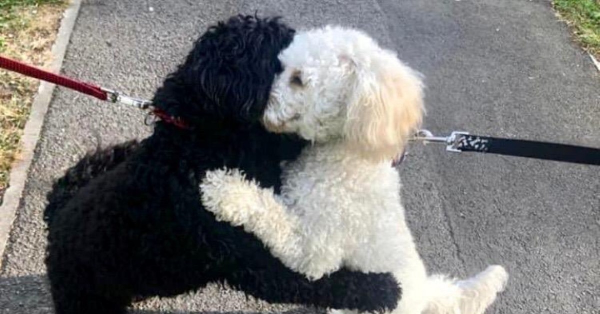 La foto su Twitter di due cani abbracciati per strada: ecco la loro storia