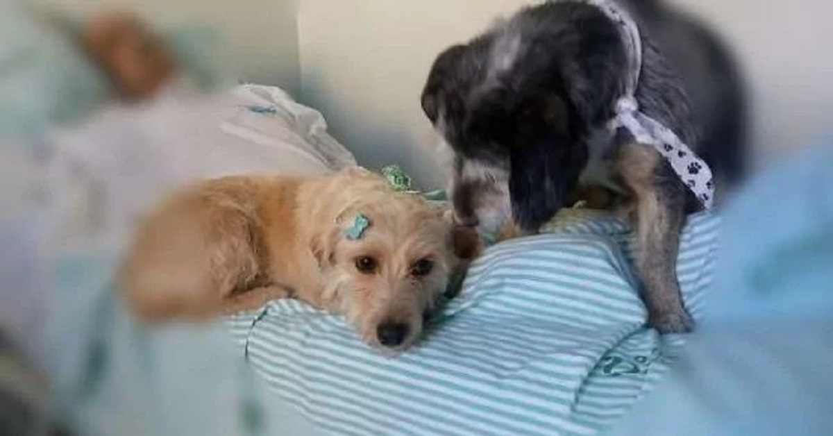 Cani aspettano per settimane fuori dall’ospedale per rivedere il proprietario
