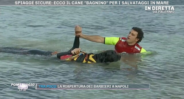 Il distanziamento sulle spiagge per i cani bagnini