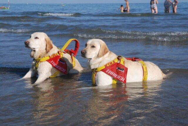 Il distanziamento sulle spiagge per i cani bagnini